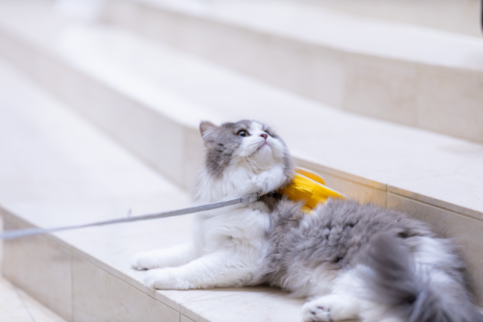 猫の画像